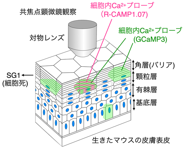 20210420tominaga-1.png