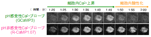 20210420tominaga-2.png