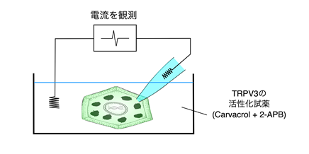 20210420tominaga-4.png