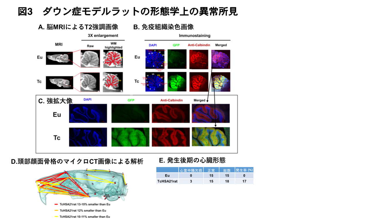 20220125hirabayashi-3.png