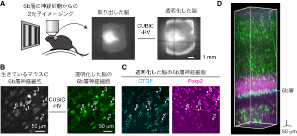 20230221_yoneda-1.png