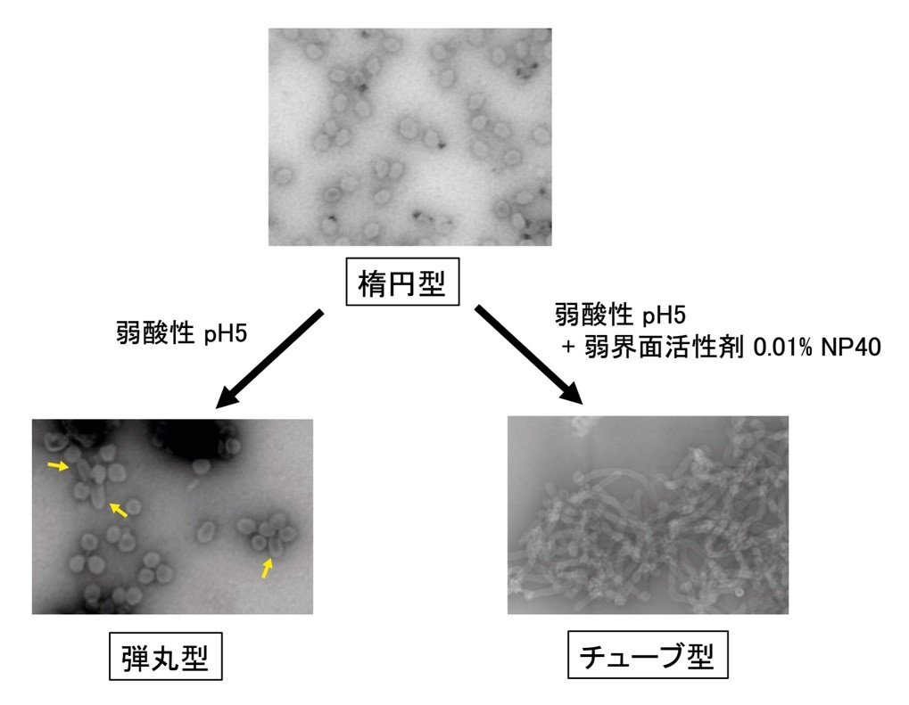 20230614murata-1.jpg