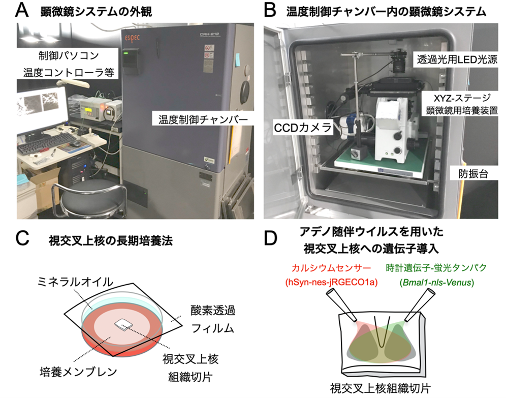 20231122enoki-2.png