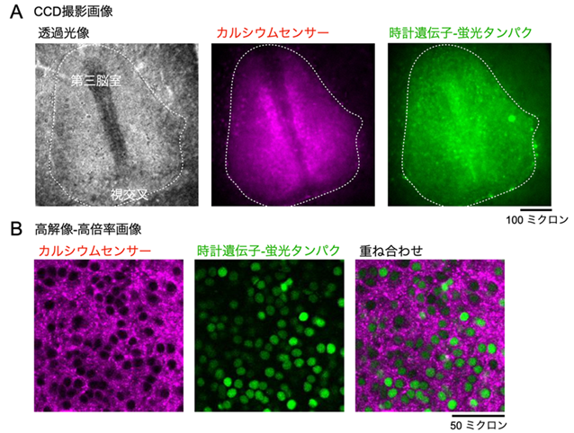 20231122enoki-3.png