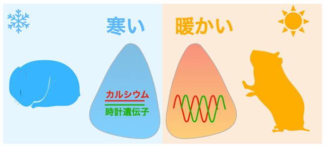 脳内の概日リズムの司令塔は低温で停止し、再加温により時刻がリセットして再開することを発見～長年の謎であった冬眠時の概日リズムのメカニズムの理解に貢献～