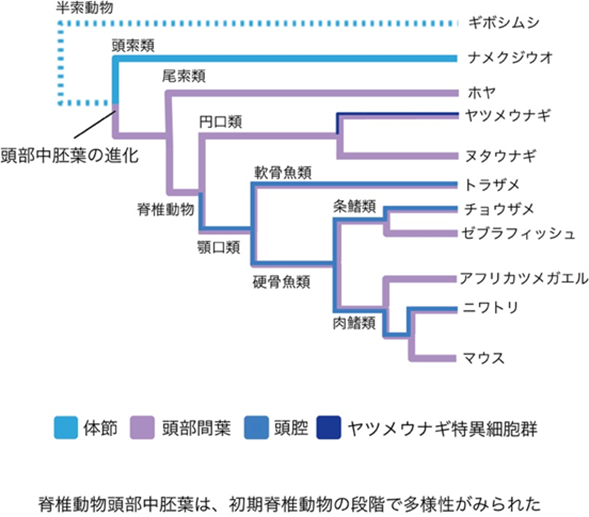 ヤツメウナギの頭部中胚葉から明らかになる脊椎動物頭部の起源と多様化