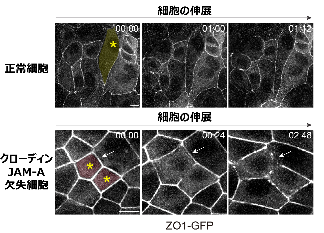 引き伸ばされても細胞同士がバラバラにならないわけ ～からだが力学的ストレスに耐える新たな仕組みを解明～
