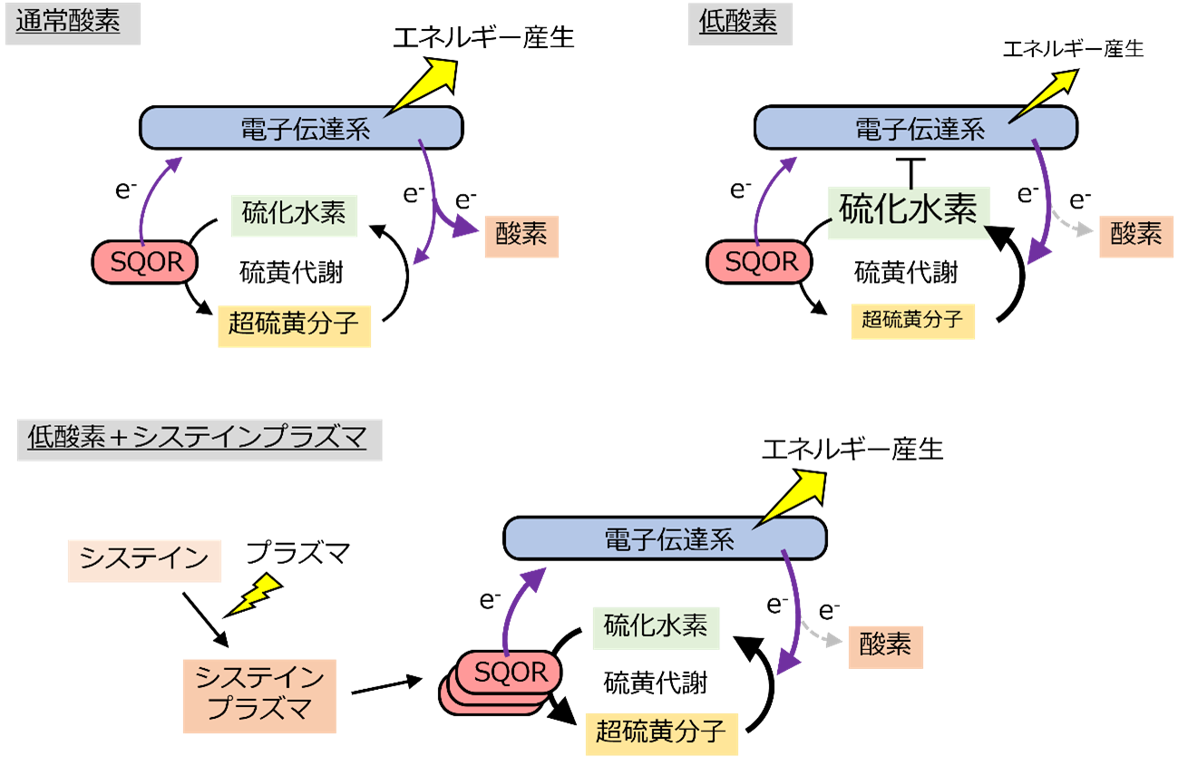 20241217nishida-3.png