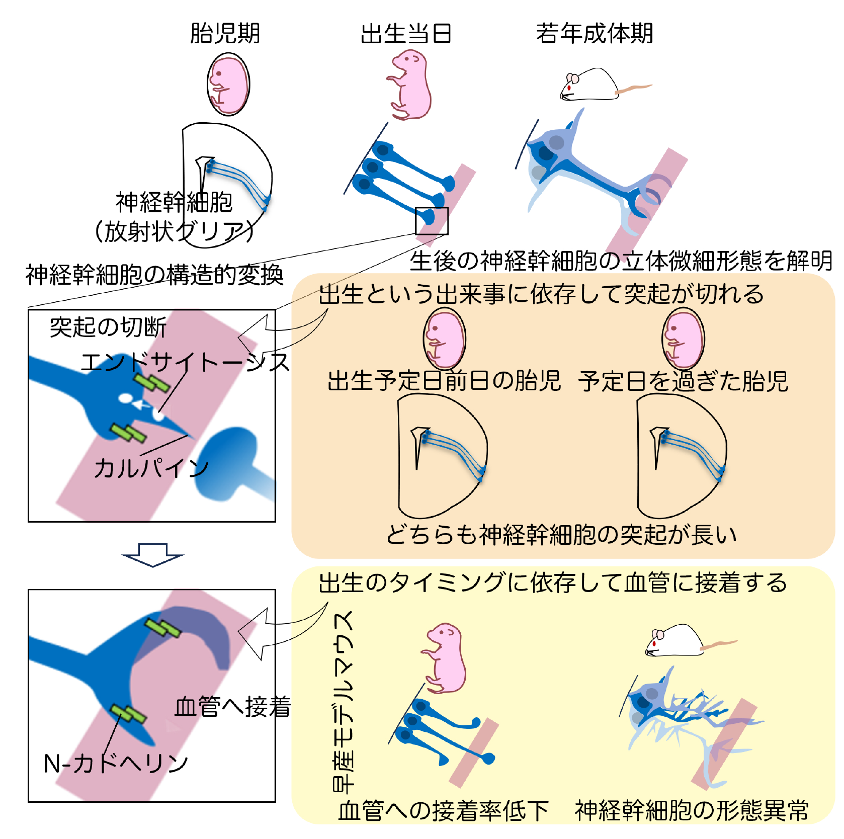 2025.7.26sawamoto-1.png