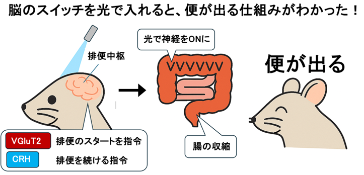 202510minokoshi-1.png