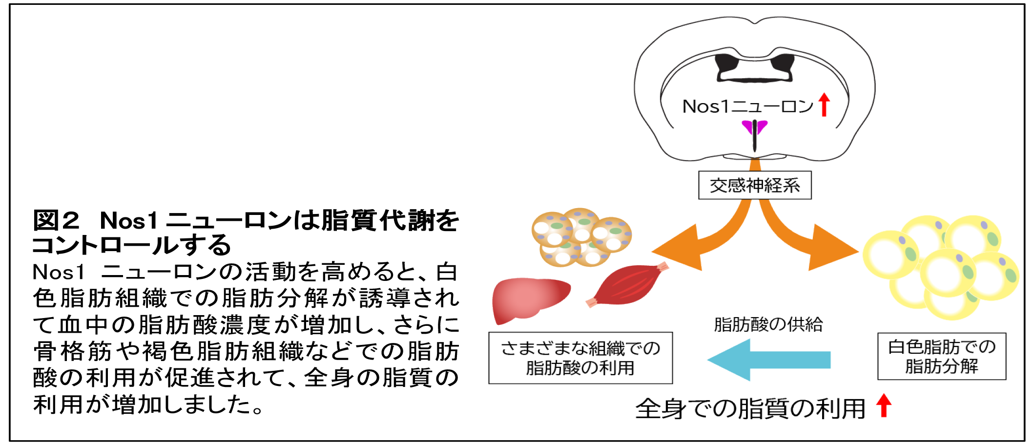 202606minokoshi-2.png