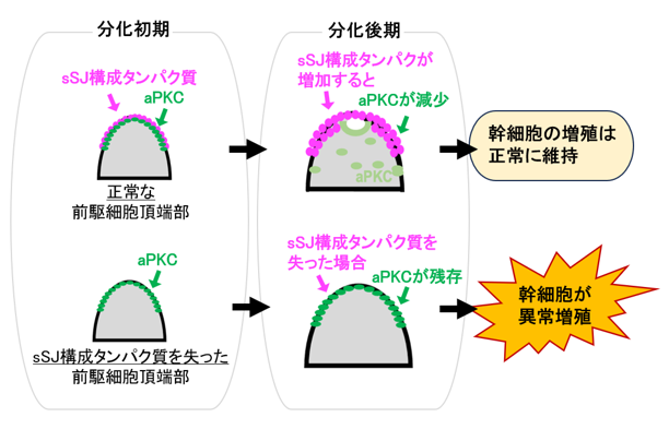 20260728izumi-1.png