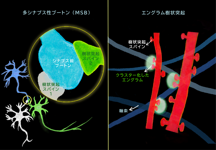 20260814nemoto-3.jpg.png