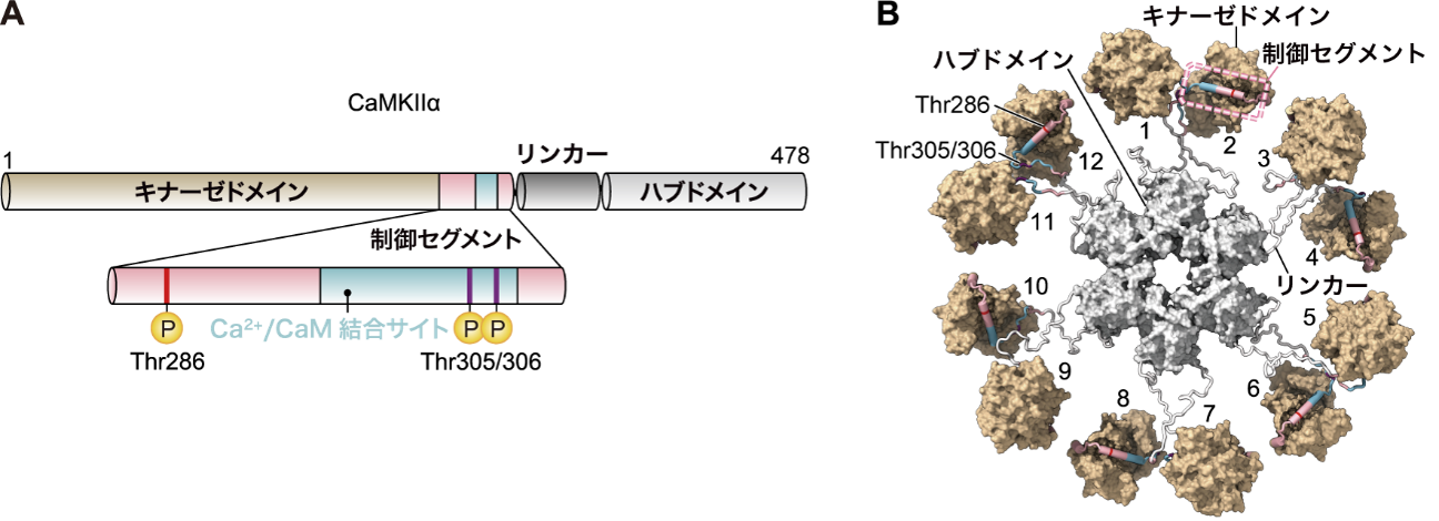 20260912murakoshi-1.png