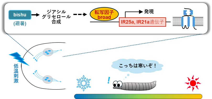 250529sokabe-3.png