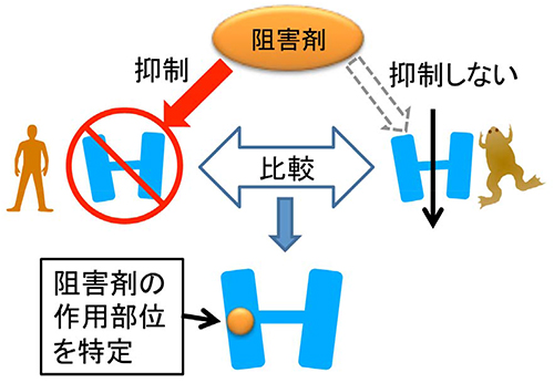 161124tominaga_2.jpg