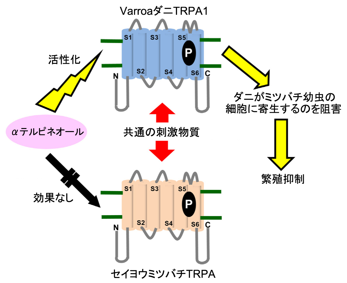 20150701houkoku_tominaga_1.jpg