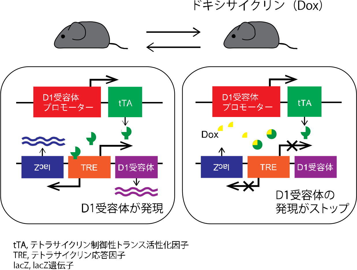 20151007chiken_1.jpg