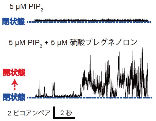 酸感受性イオンチャネル