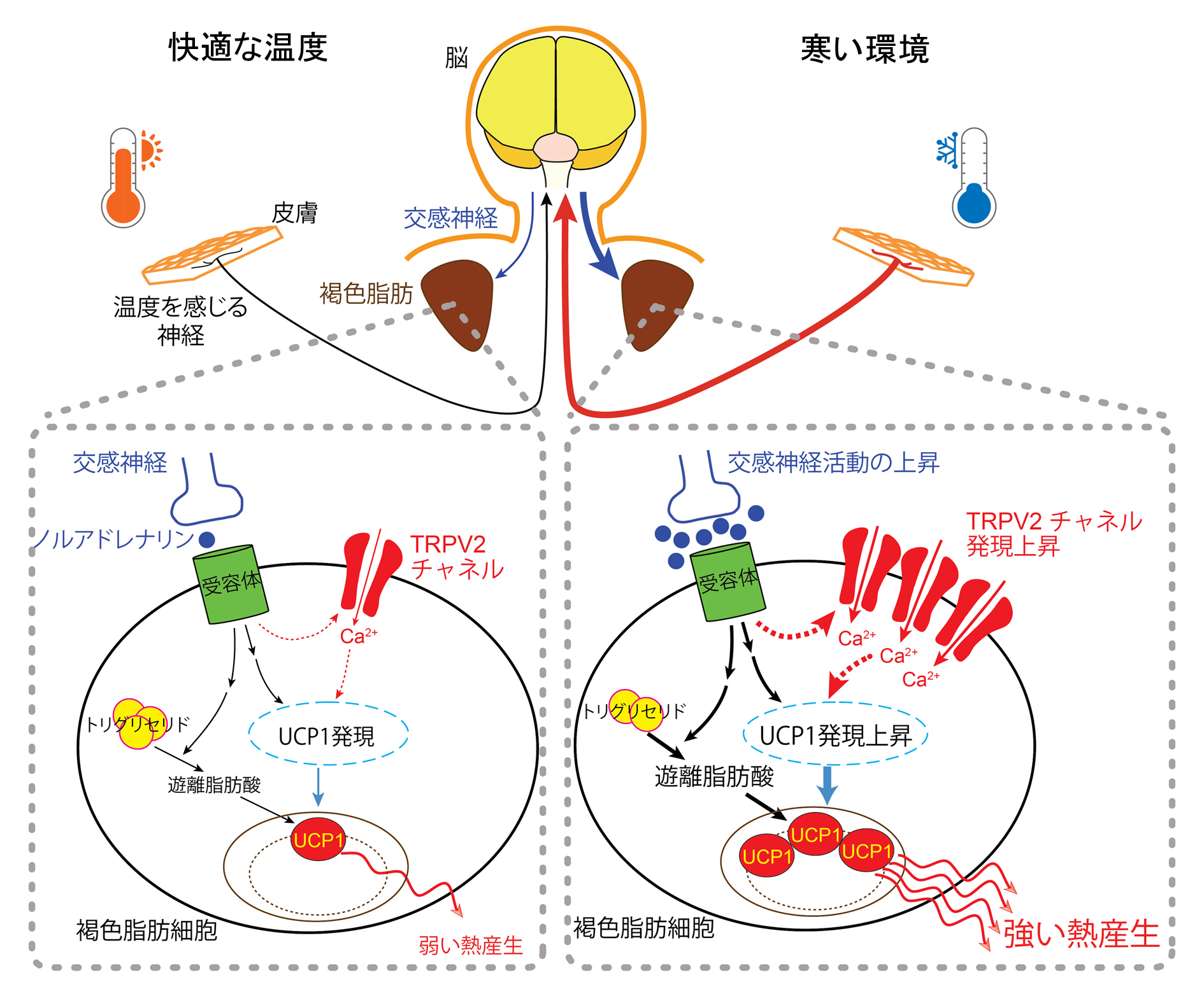 褐色脂肪細胞においてエネルギー消費を促す新たなメカニズムを発見 からだの熱産生に褐色脂肪細胞のtrpv2チャネルが関与 生理学研究所