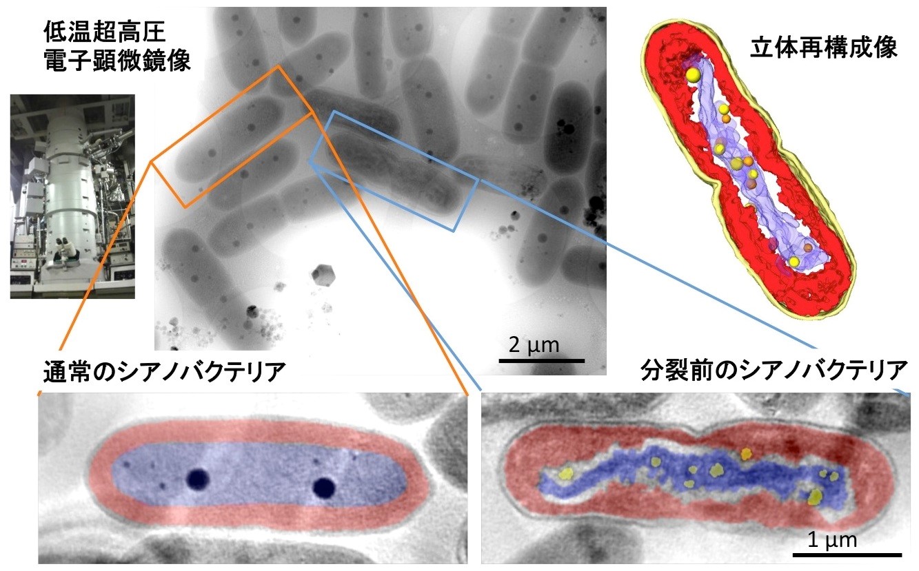 染色体に似た構造をシアノバクテリアの一種で発見し 低温超高圧電子顕微鏡を用いて解明 生理学研究所