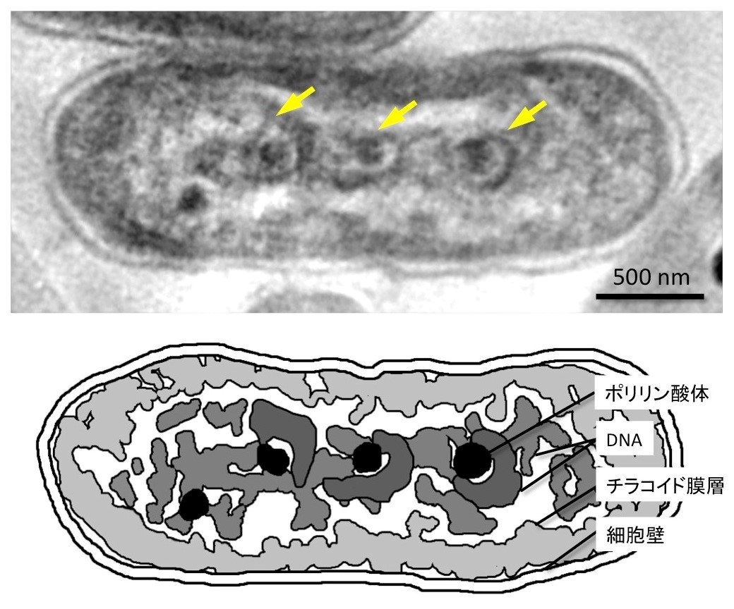 染色体に似た構造をシアノバクテリアの一種で発見し 低温超高圧電子顕微鏡を用いて解明 生理学研究所