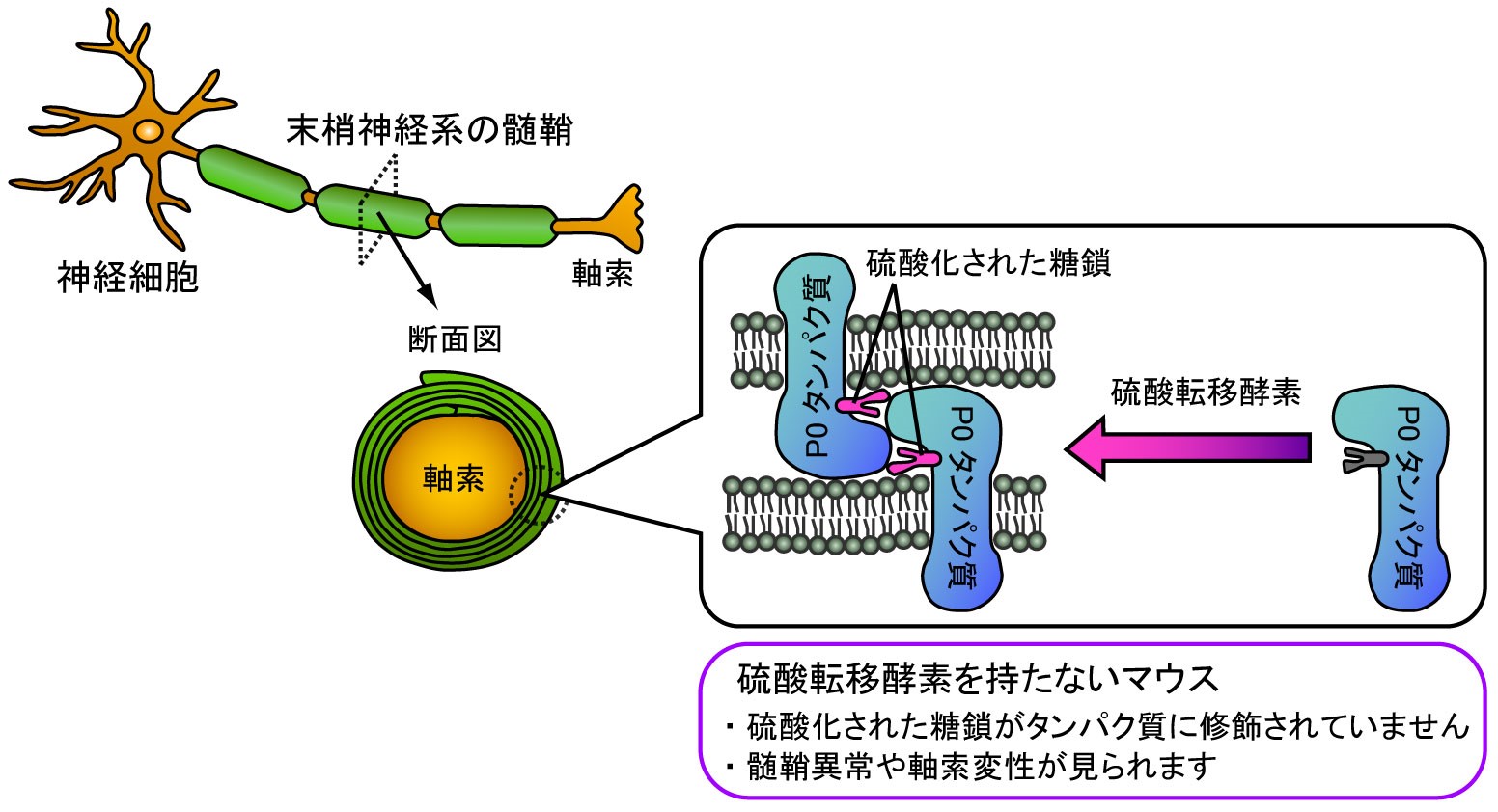 末梢神経系