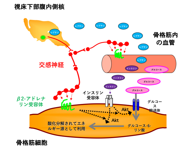 20171215minokoshi-4.jpg