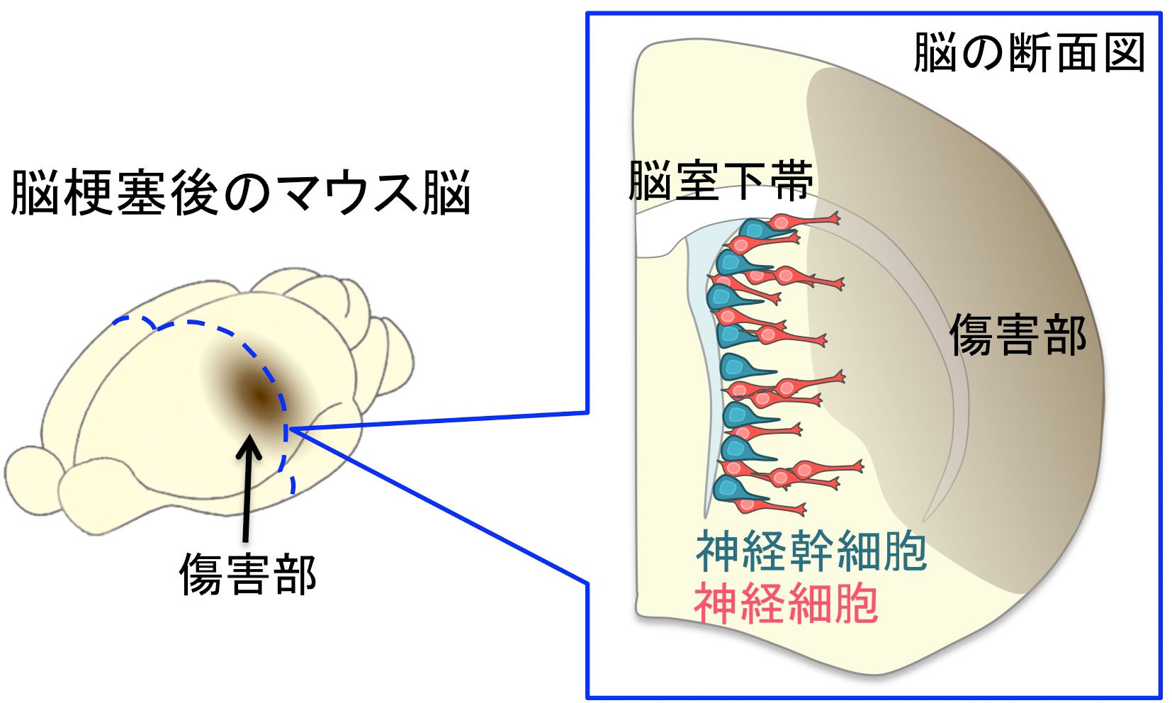 20181213sawamoto-1.jpg