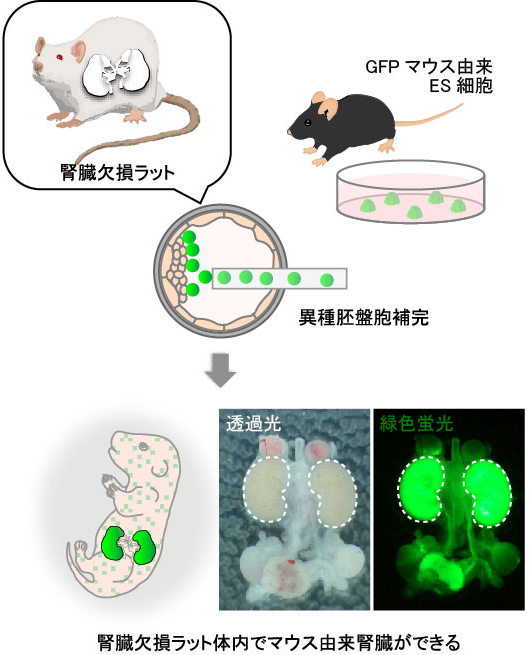 20190206hirabayashi-2.png