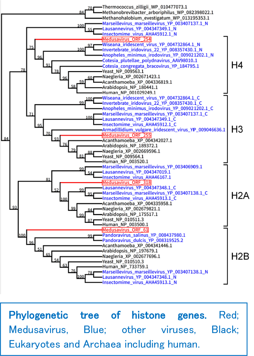 Medusavirus A Novel Large Dna Virus Discovered From Hot Spring Water National Institute For Physiological Sciences