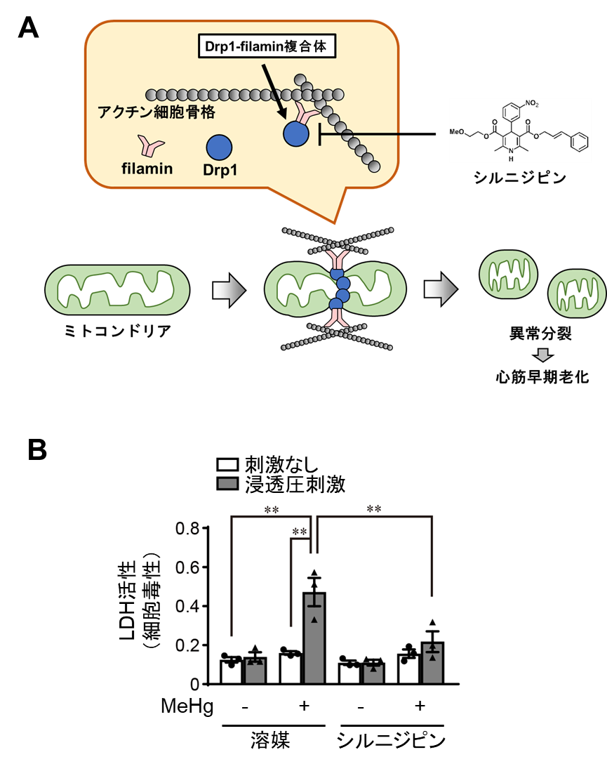 20190626nishida-2.png