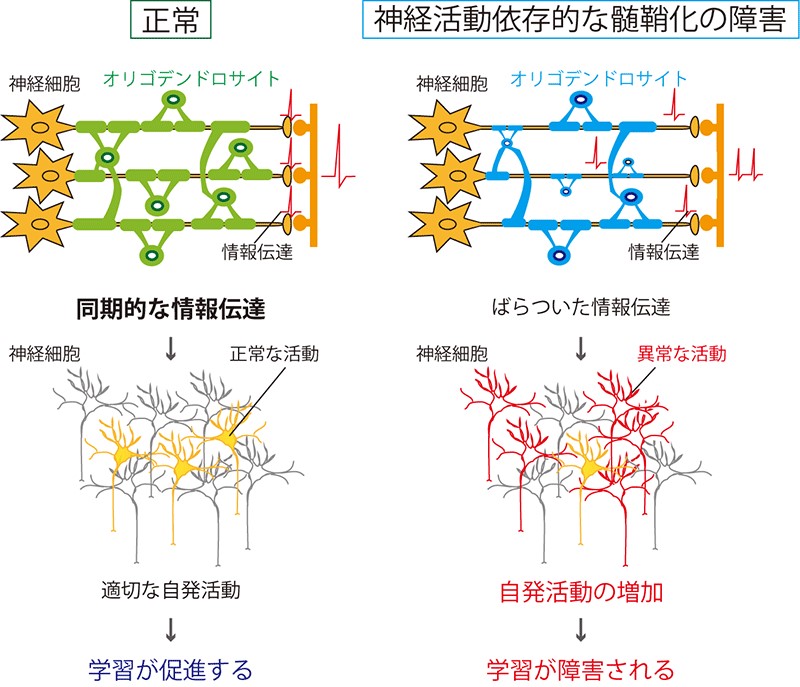 学習障害を引き起こす髄鞘機能障害の神経回路活動を解明