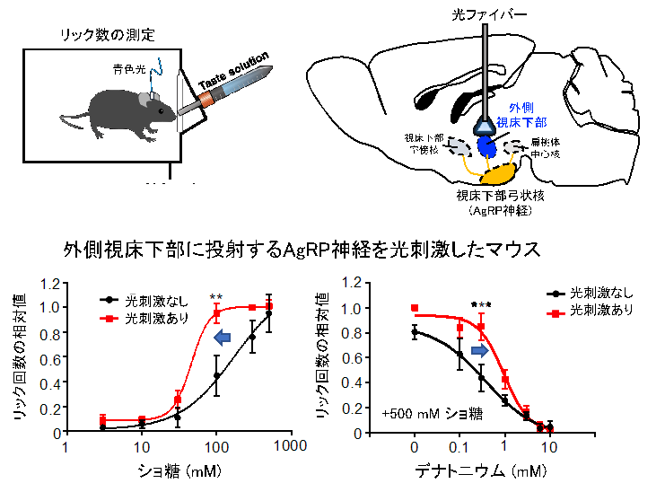 空腹に伴い味覚を調節する神経ネットワークの発見 生理学研究所