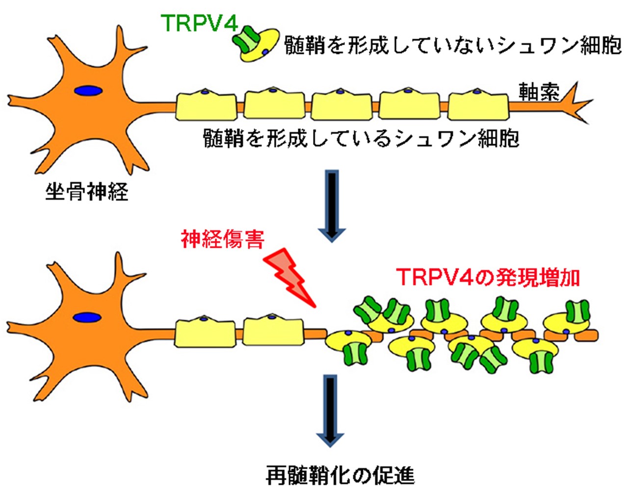 20201127tominaga-2.jpg