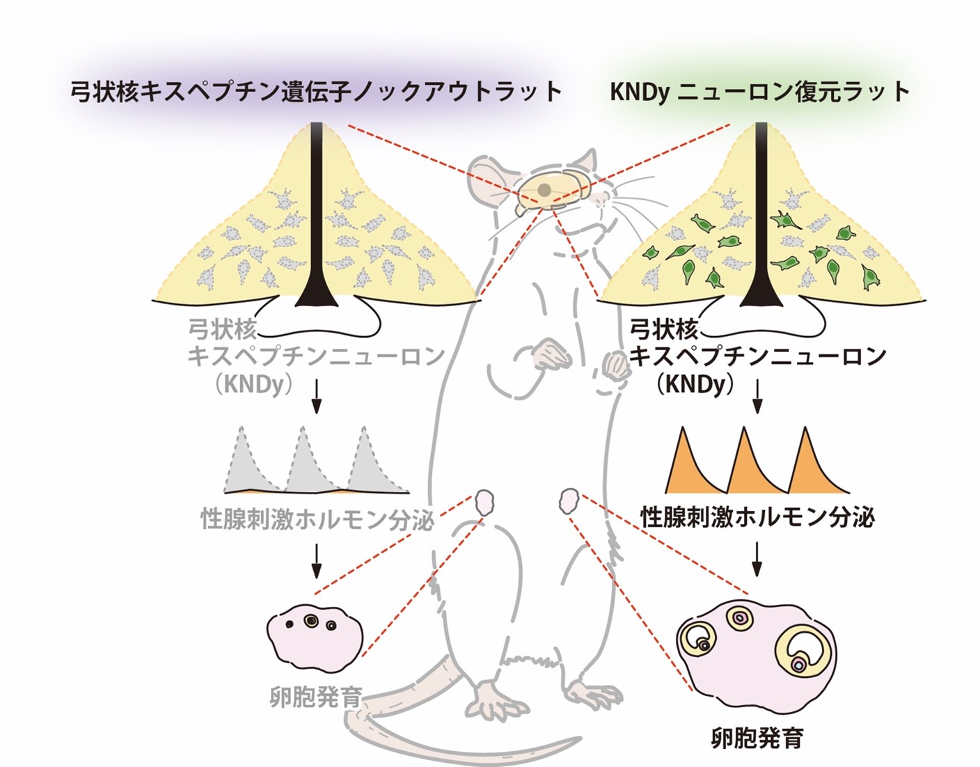 ロイペプチン