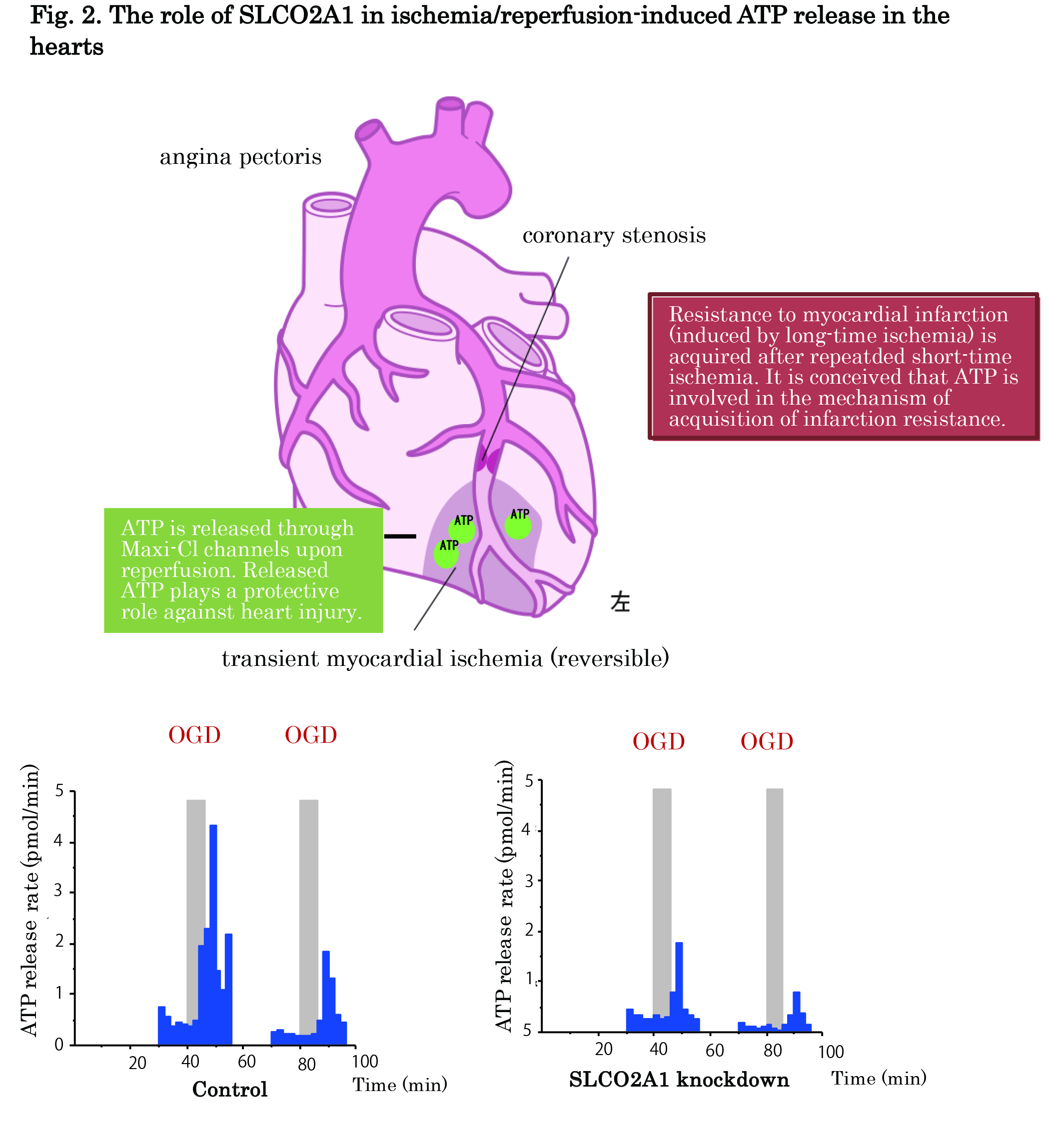 Fig2.jpg