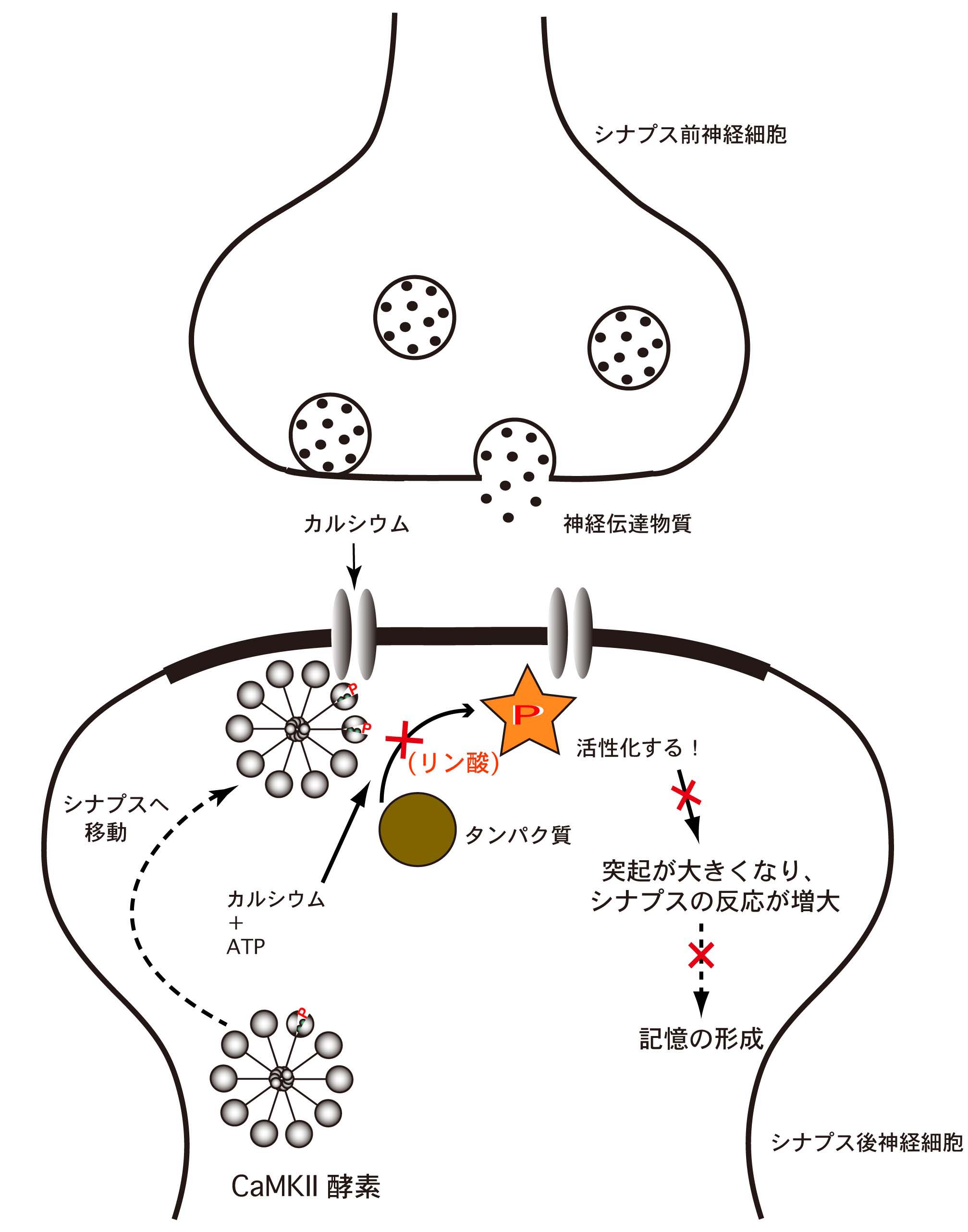 Yamagata_Fig4.jpg