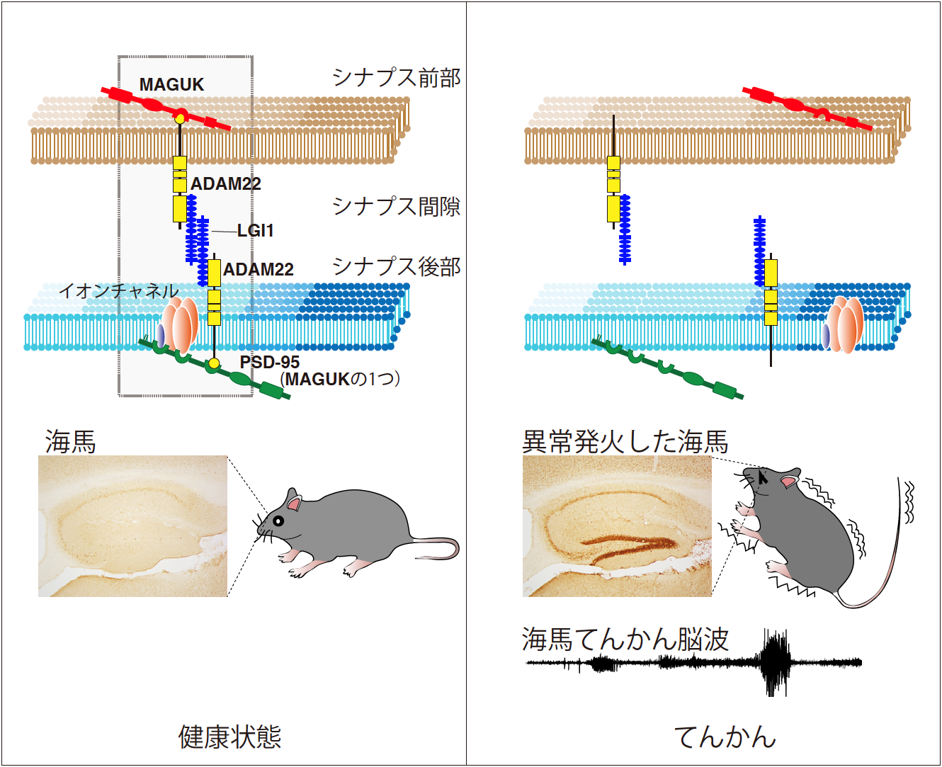 fig3fukata.png