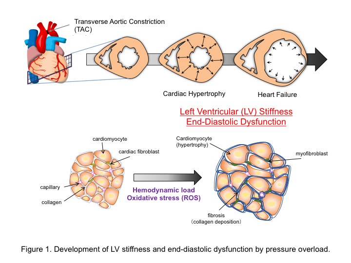 figure1.jpg