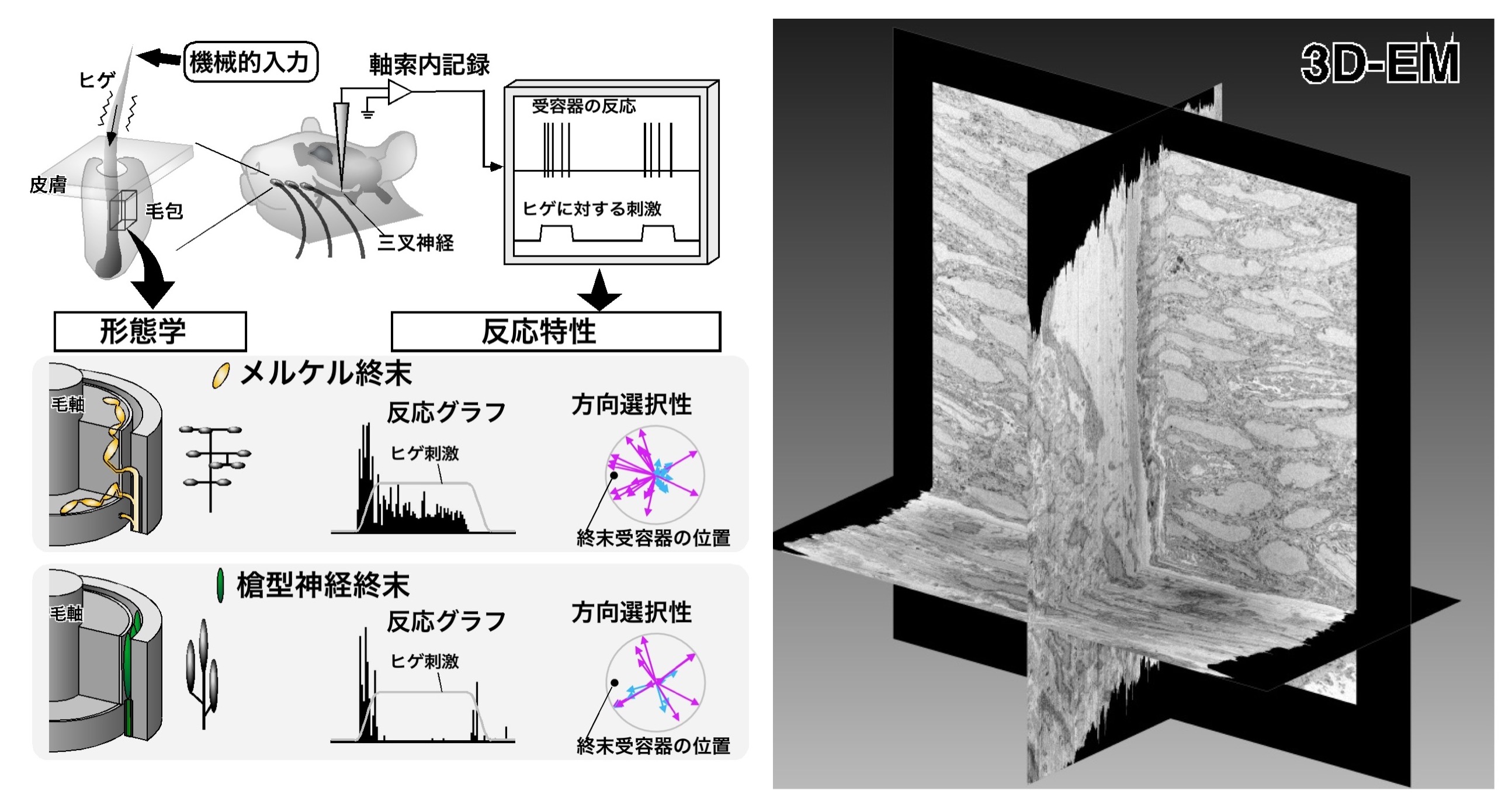 murata20200203JP.jpg