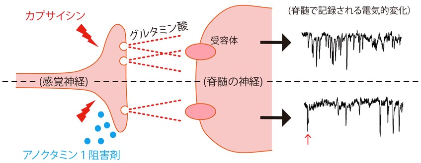 tominaga20150406_3.jpg