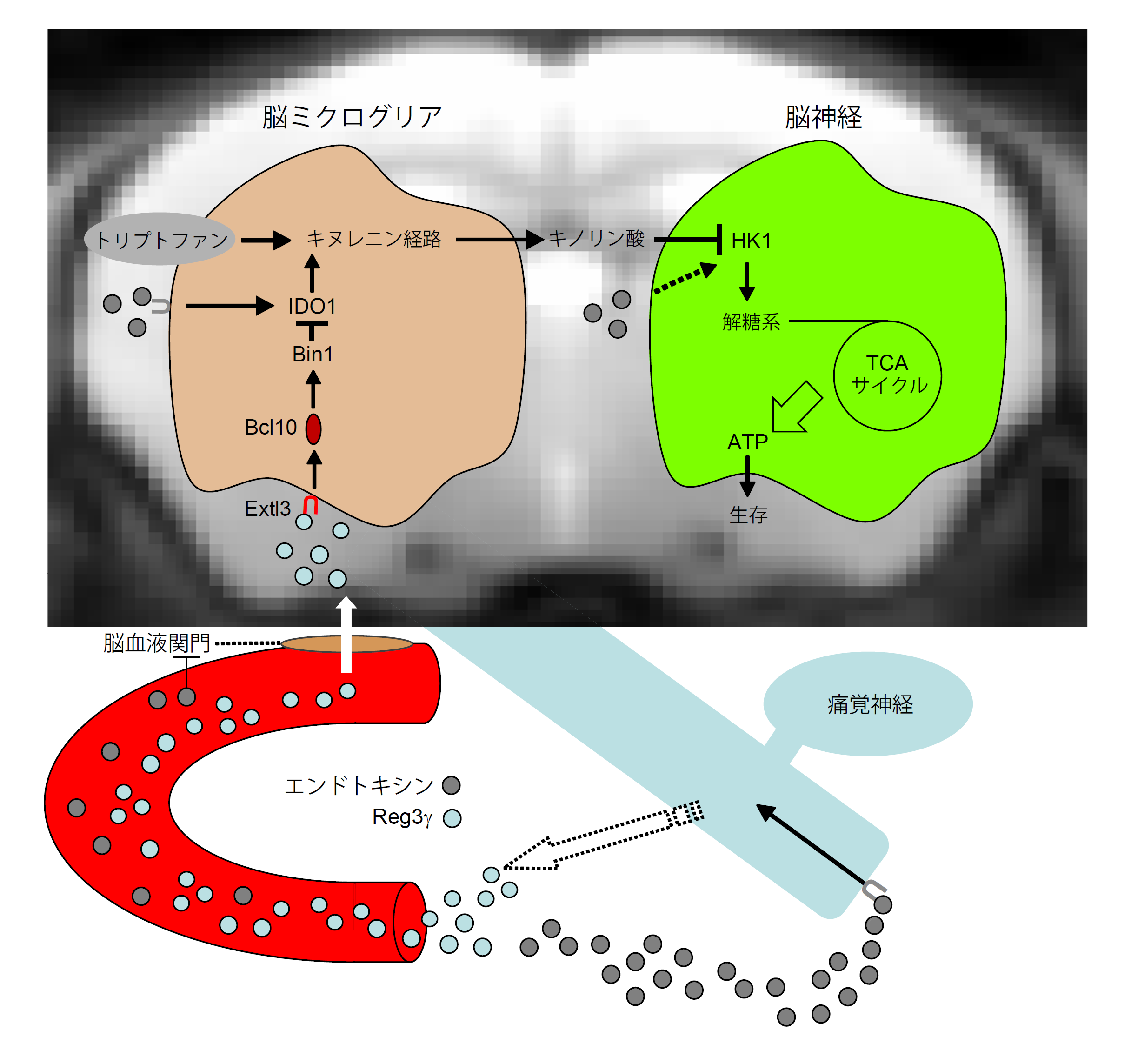 maruyama20220309.png