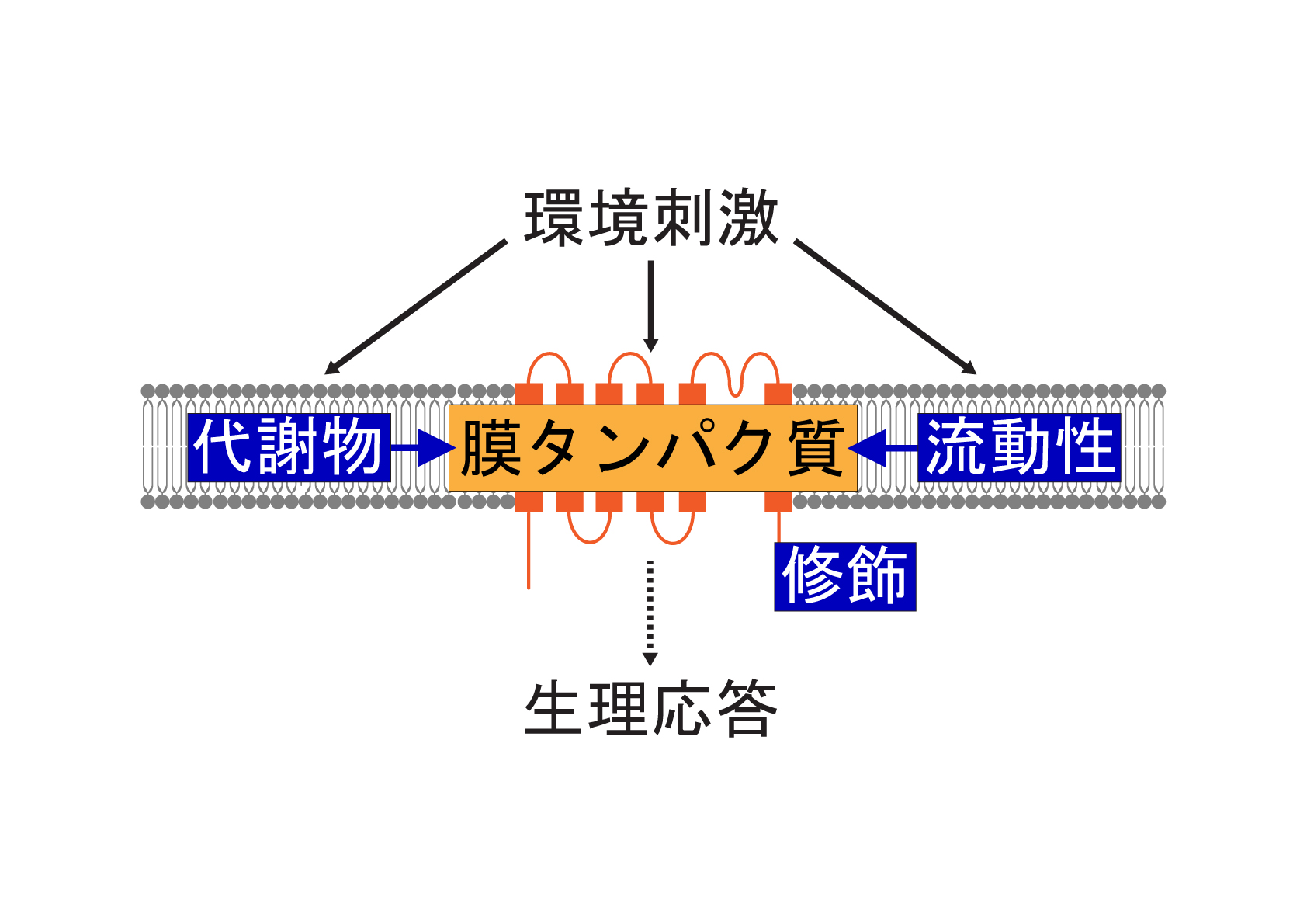 高次脳機能バランサー|製品|レデックス株式会社