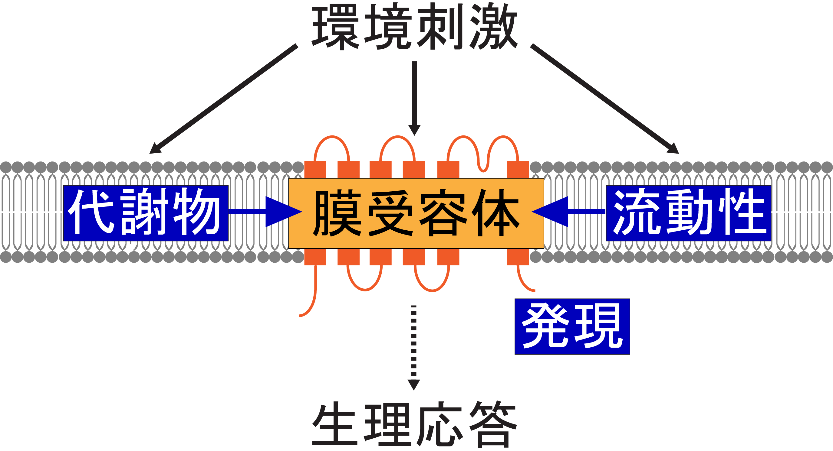 sokabeLabo-1_2025JPN.png