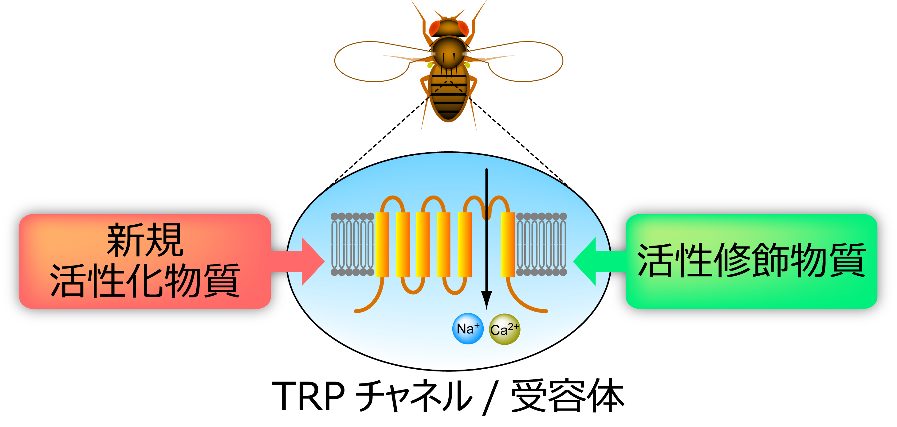 sokabeLabo-2_2025JPN.png