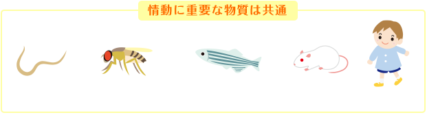 情動に重要な物質は共通