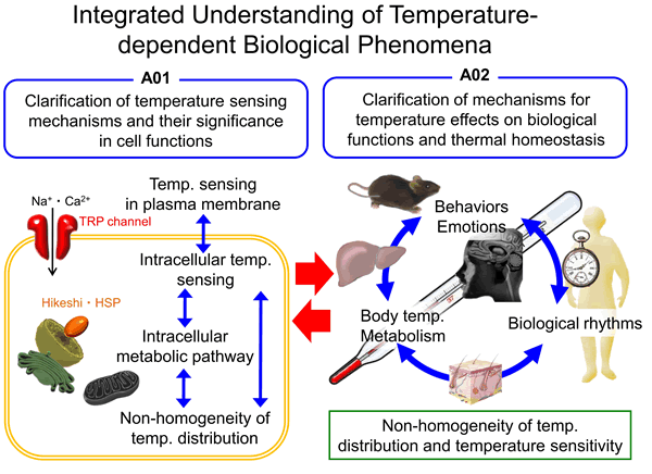 biology phenomena biology phenomena