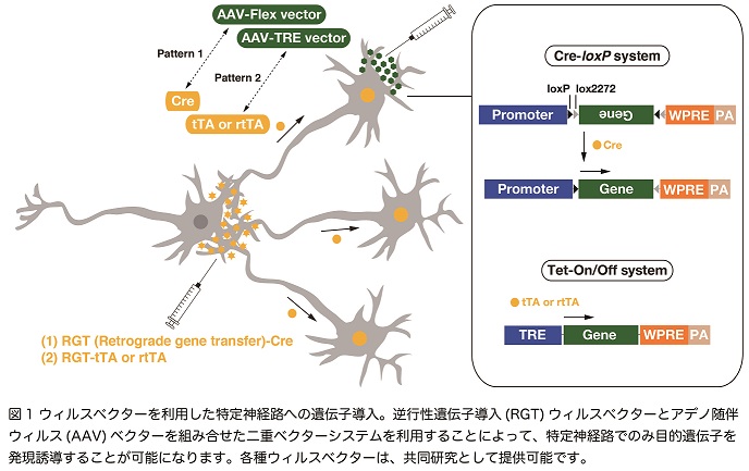 大学共同利用機関法人　自然科学研究機構 生理学研究所　行動・代謝分子解析センター　	  ウィルスベクター開発室