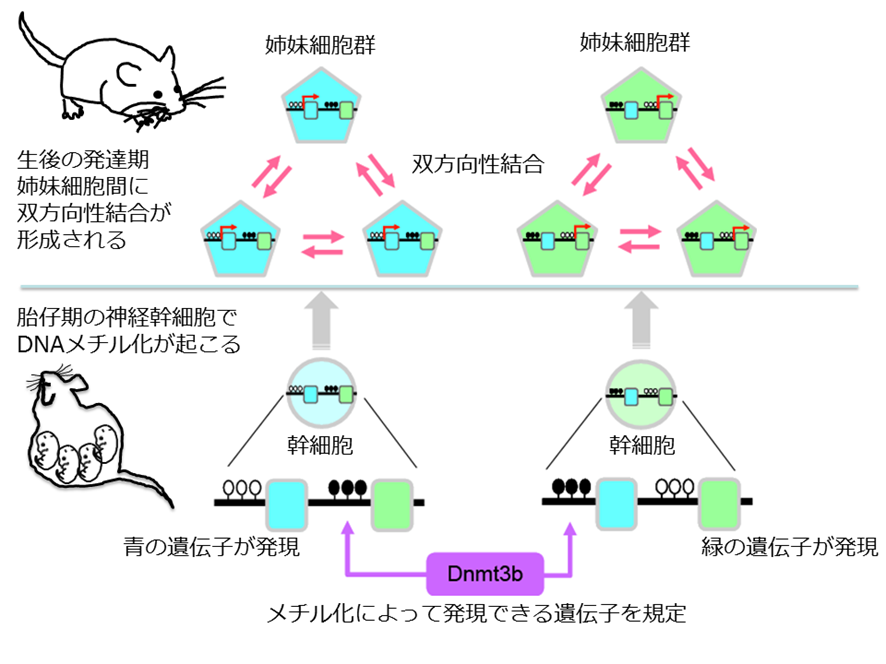 細胞系譜に依存した双方向性神経結合形成は胎生期の遺伝子発現制御により規定される